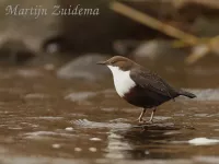 Waterspreeuwen [Cinclidae]